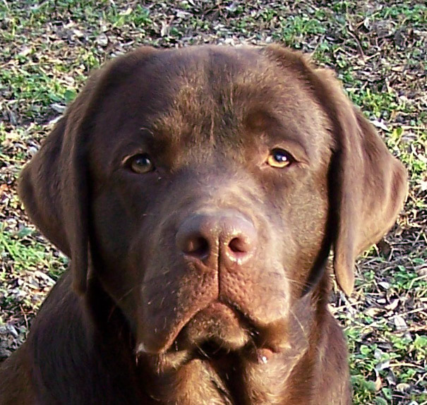 Champion de Chantemelse