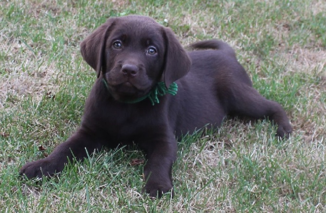 CHIOTS LABRADORS CHOCOLAT DISPO