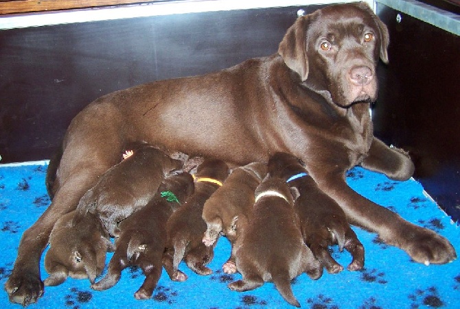 PROCHAINE PORTEE DE BEBES CHOCOLAT ATTENDUE VERS LE 20 AVRIL