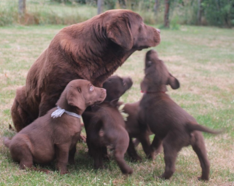 du Domaine de l'Oolum - Labrador Retriever - Portée née le 20/04/2015
